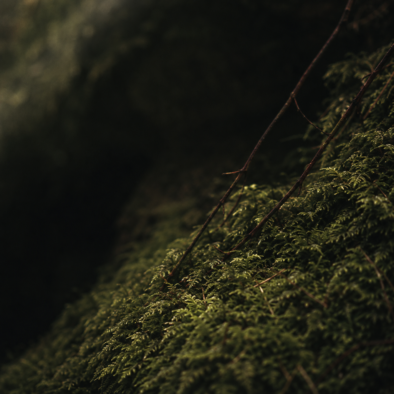 Deep moss botanical background