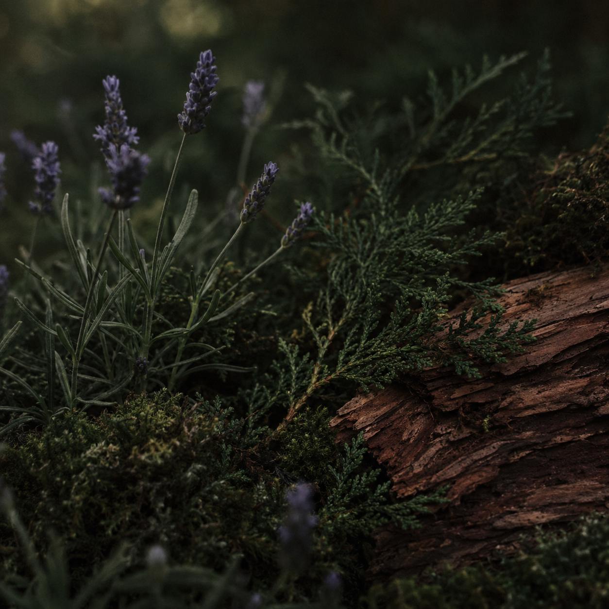 Lavender & Hinoki