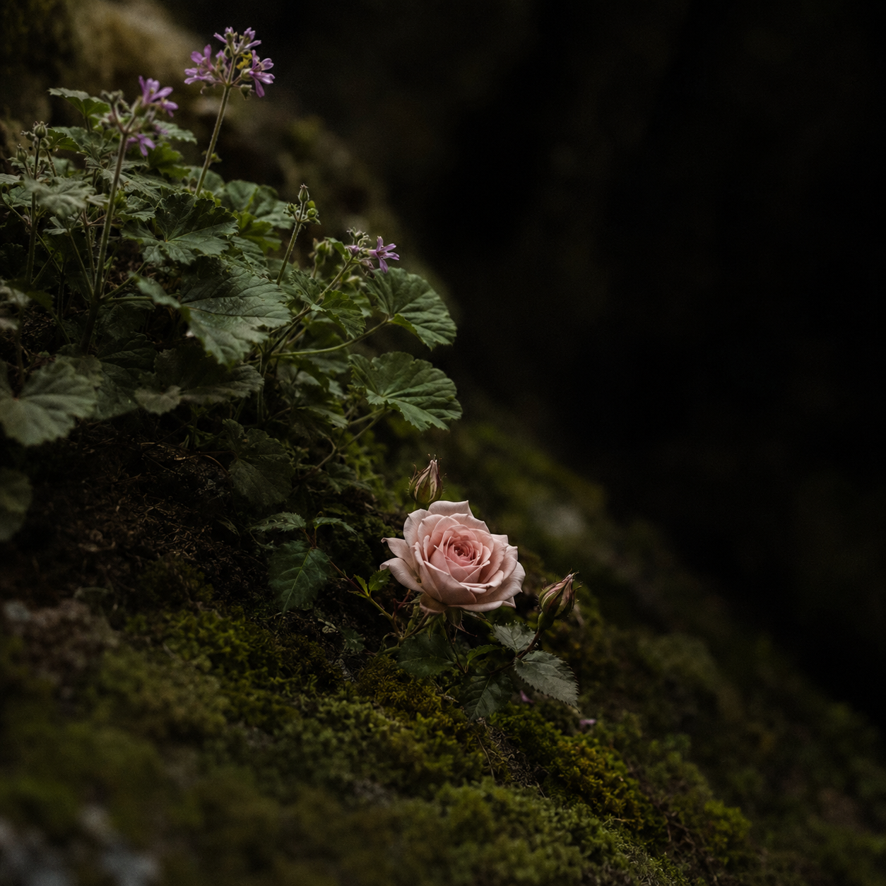 Rose & Geranium